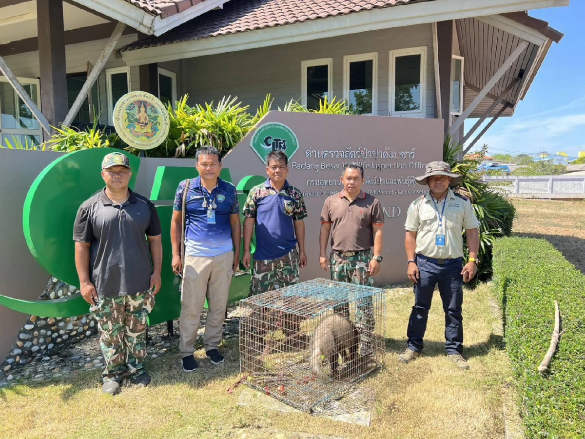 เจ้าหน้าที่ช่วยหมูหริ่งพลัดหลงที่สะเดา เตรียมส่งคืนสู่ธรรมชาติ