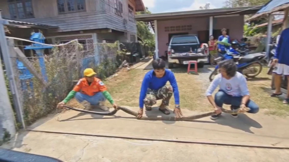 ระทึกวังน้ำเขียว! กู้ภัยสยบจงอางยักษ์ 4 เมตร บุกซุกครัวหนีร้อน