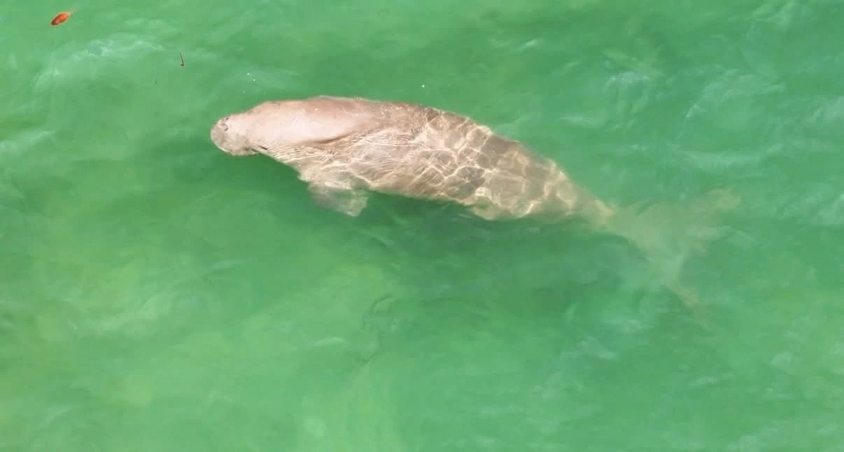 ศูนย์วิจัยฯ ตรัง ใช้โดรนพบพะยูน 3 ตัวที่หาดหยงหลำ สุขภาพดี