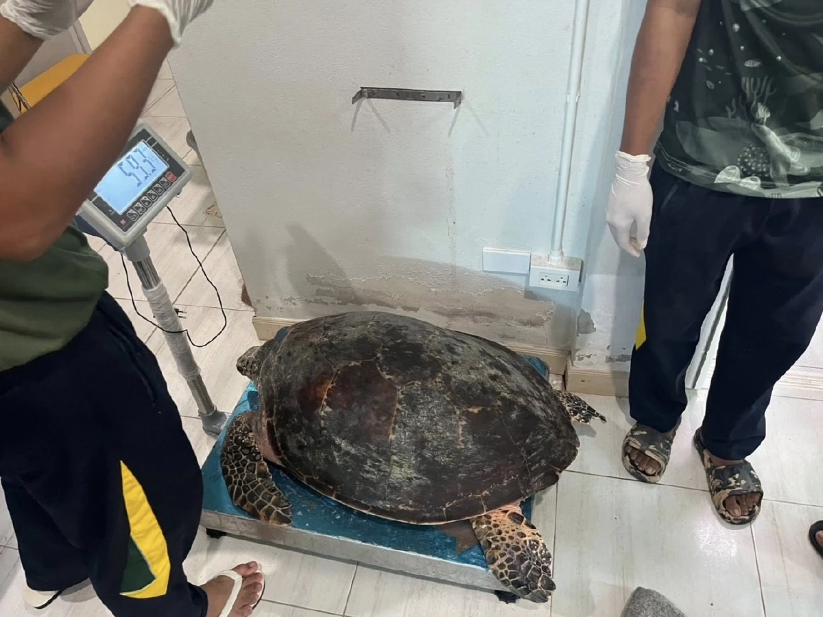 ระดมช่วย Manasa เต่ากระขวัญใจพัทยาถูกเบ็ดเกี่ยวคอปลอดภัยแล้ว