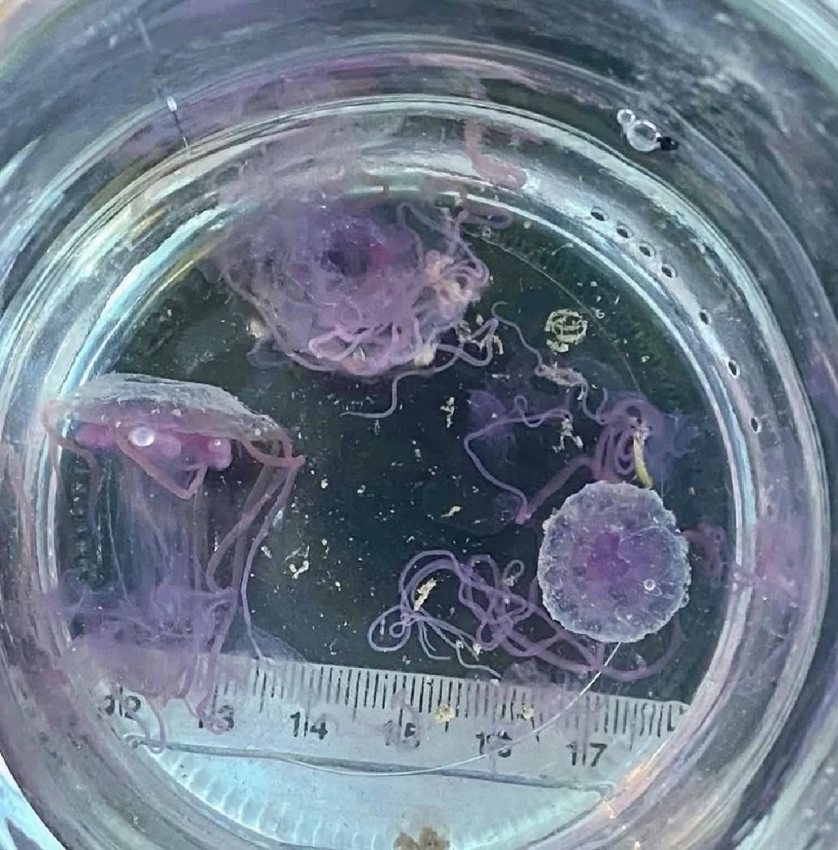 ภูเก็ตเตือน! แมงกะพรุนไฟบุกเกาะไม้ท่อน สั่งงดเล่นน้ำชั่วคราว