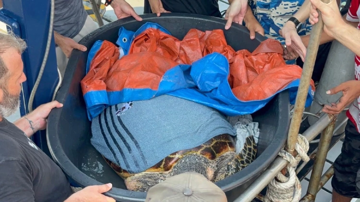 ระดมช่วย Manasa เต่ากระขวัญใจพัทยาถูกเบ็ดเกี่ยวคอปลอดภัยแล้ว