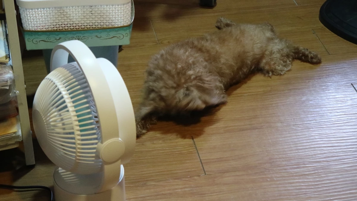 ร้อนจัดระวังฮีทสโตรกสัตว์เลี้ยง! แนะ 5 วิธีดูแลหมาแมวให้ปลอดภัย