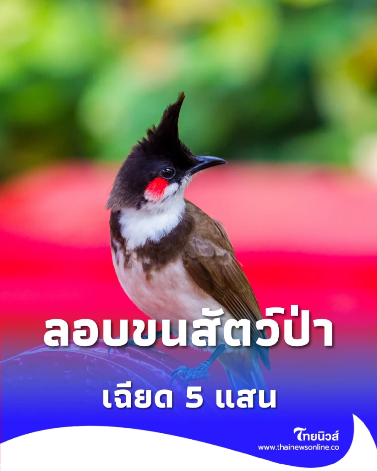 สกัดรถทัวร์ลาว-ไทย ลอบขนสัตว์ป่าซุกรถทัวร์เวียงจันทน์ เฉียด 5 แสน
