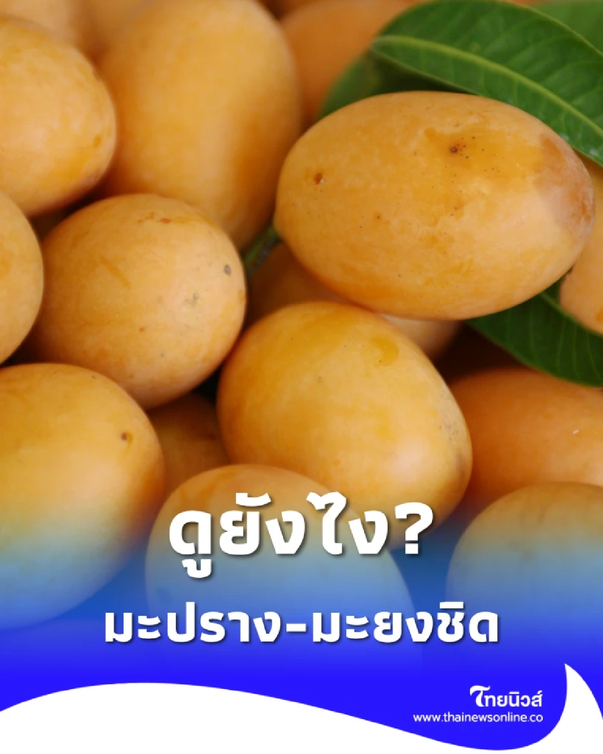 แยกแฝดคนละฝา มะปราง กับ มะยงชิด ดูยังไงไม่ให้สับสน