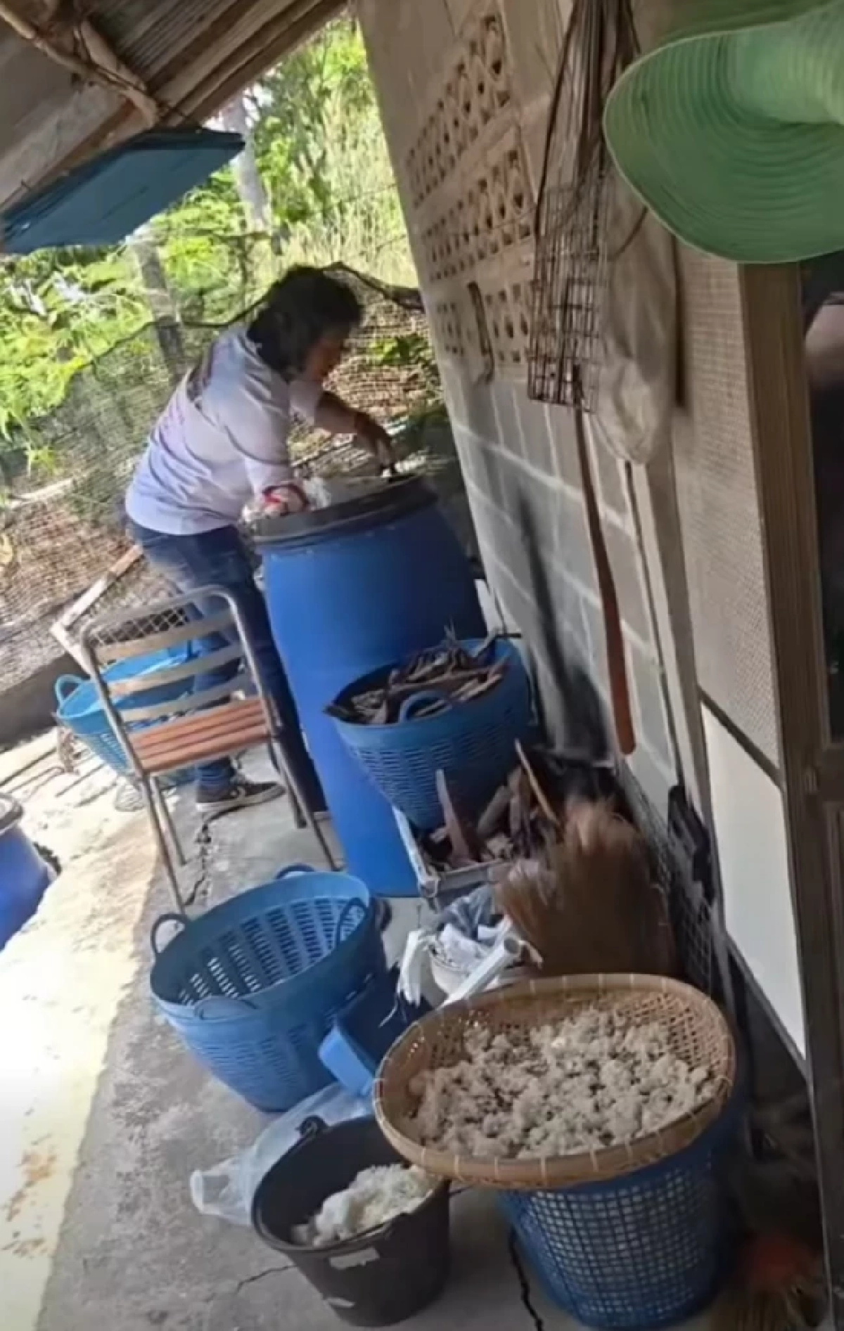 บ้านเลขที่ งูจงอางใหญ่ เลื้อยซุกบ้าน ชูคอแผ่แม่เบี้ย ขู่ฟ่อ