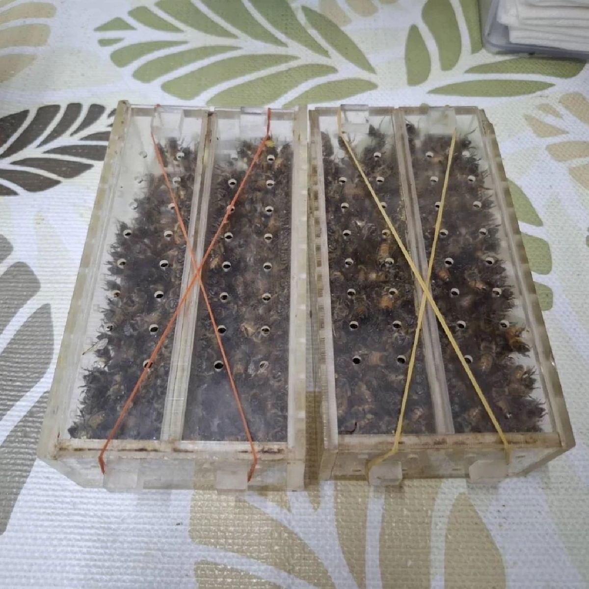 รวบหมอเถื่อนไร้ใบอนุญาต ใช้เหล็กในผิ้งสะกิดเปลือกตารักษาโรค