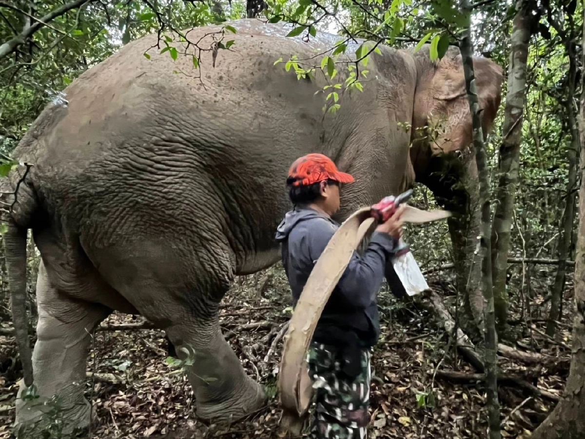 กรมอุทยานฯ ถอดปลอกคอ GPS ของ ม.มหิดล สีดอไลก้า สำเร็จลุล่วง 