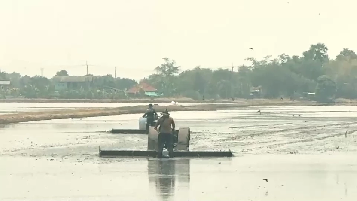 สู้ค่าน้ำมันพุ่ง! ชาวบ้านเปิดเช่าควายไถนา ลดต้นทุนฟื้นวิถีไทย