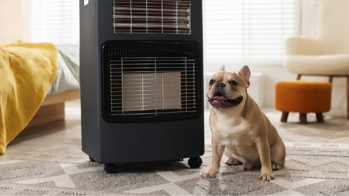 ร้อนจัดระวังฮีทสโตรกสัตว์เลี้ยง! แนะ 5 วิธีดูแลหมาแมวให้ปลอดภัย