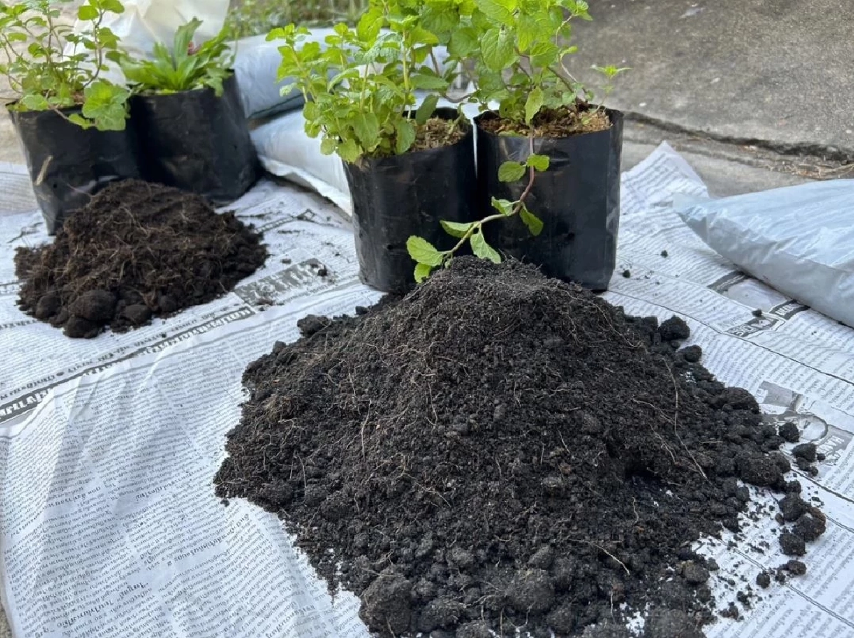 มือใหม่หัดปลูกต้องรู้ เคล็ดลับเลือกดินให้ถูก ดอกผลงามชัวร์