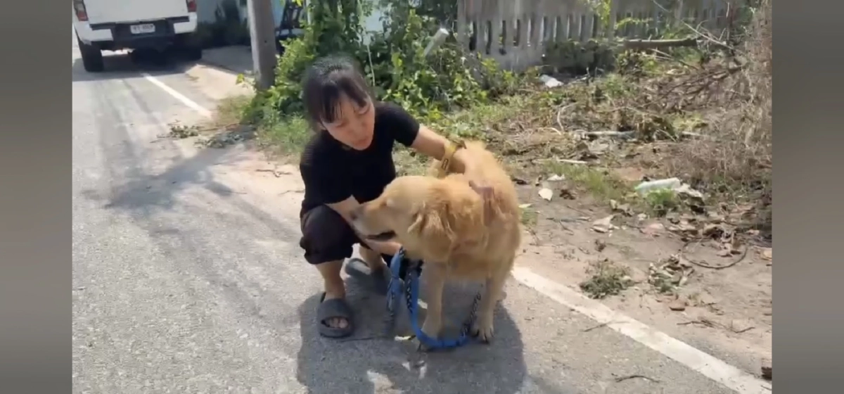 น้ำตาท่วม! โกลเด้นตาบอดจำเจ้าของเก่าได้ เชื่อถูกเจ้าของใหม่ทิ้ง