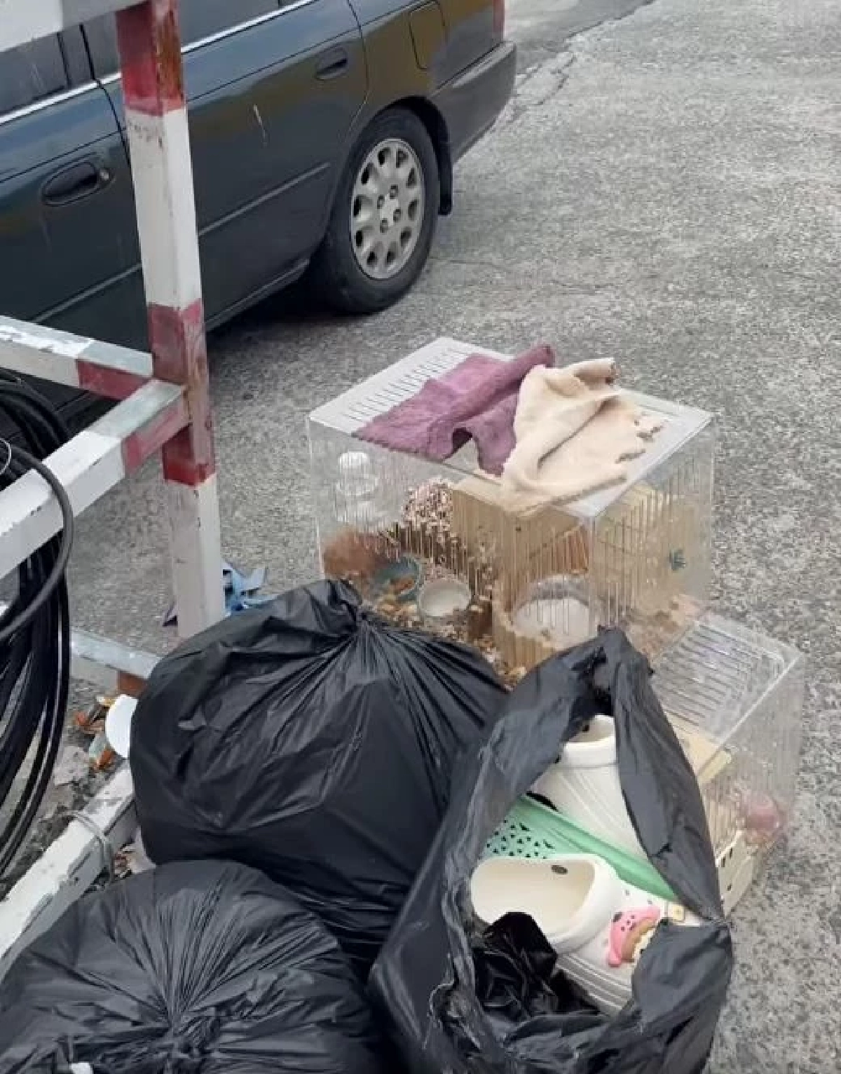 ทนดูไม่ได้ 2 ชีวิตถูกทิ้งตากแดดข้างกองขยะ สาวมาเจอไม่ปล่อยผ่าน