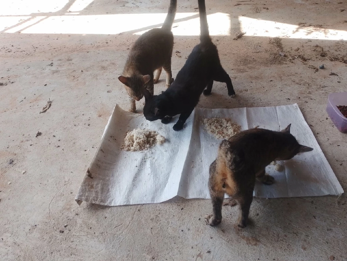 เตือนสายบุญ! ให้ข้าวหมาจรเสี่ยงคุก-ปรับแสน ฐานเป็นเจ้าของ