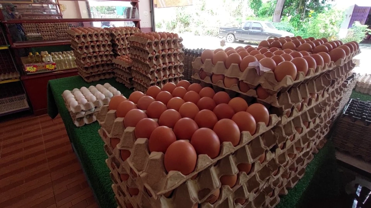 เบตงโอด! หมู-ไก่-ไข่พุ่ง วอนรัฐเร่งช่วยด่วน ก่อนแบกต้นทุนไม่ไหว