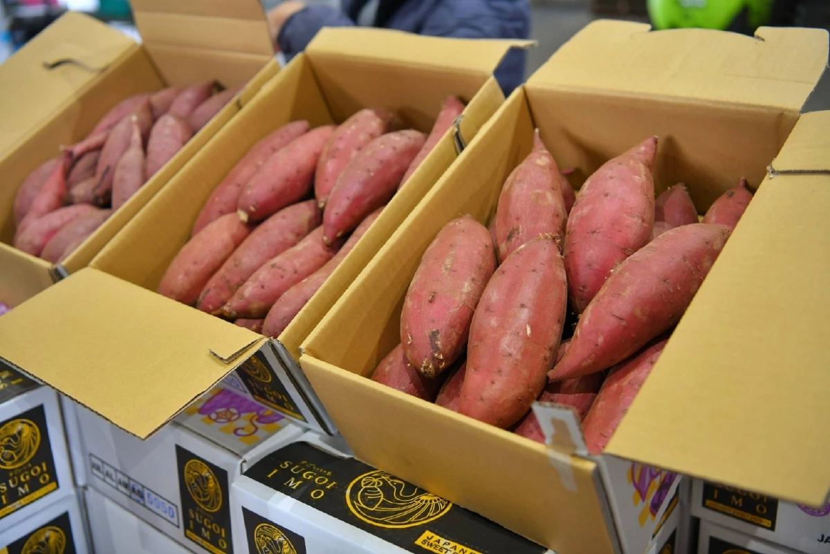 กรมทรัพย์สินทางปัญญา บุกญี่ปุ่น ศึกษาโมเดลปลูกมันหวาน ยกระดับ GI ไทย สู่ตลาดพรีเมียมโลก