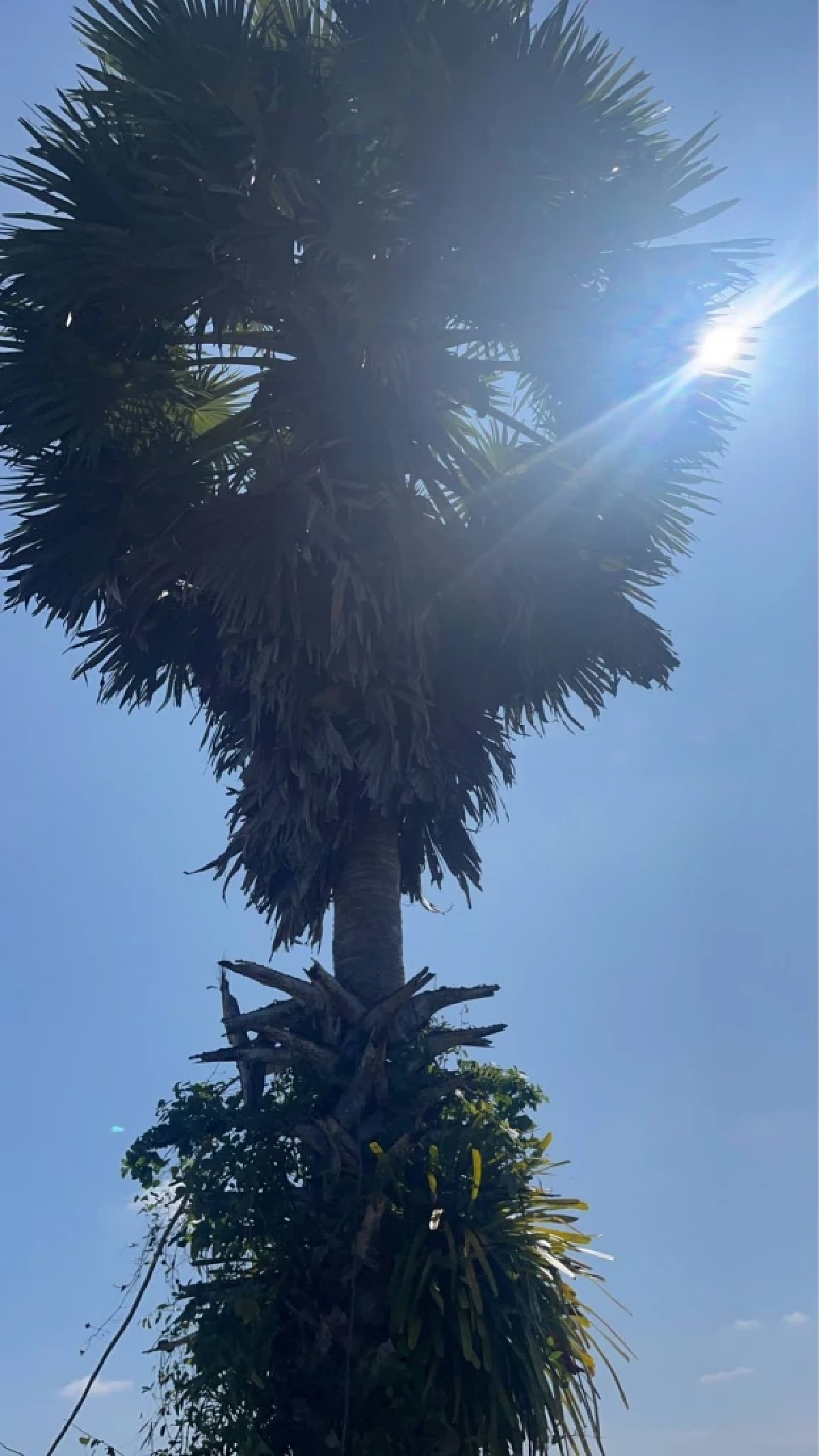 สิ้น "ยายสู้ชีวิต" แห่งเชียรใหญ่ รู้สาเหตุยิ่งอาลัยกว่าเดิม