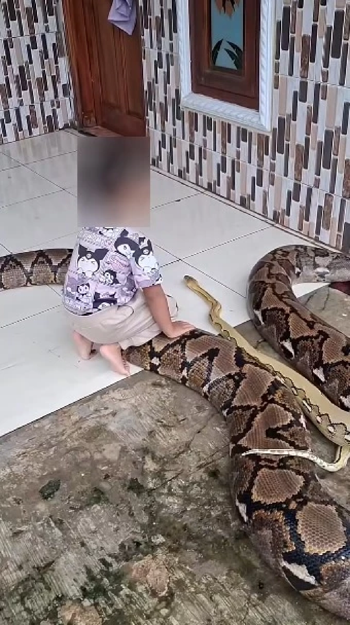 พ่อแม่ปล่อยงูยาวกว่า 4 เมตร คลุกคลีอยู่กับลูกสาวตัวน้อย