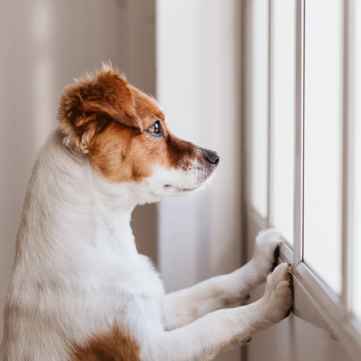 สุนัขจำเจ้าของเก่าได้ไหม? เปิดเหตุผลที่น้องหมาไม่เคยลืมคุณ