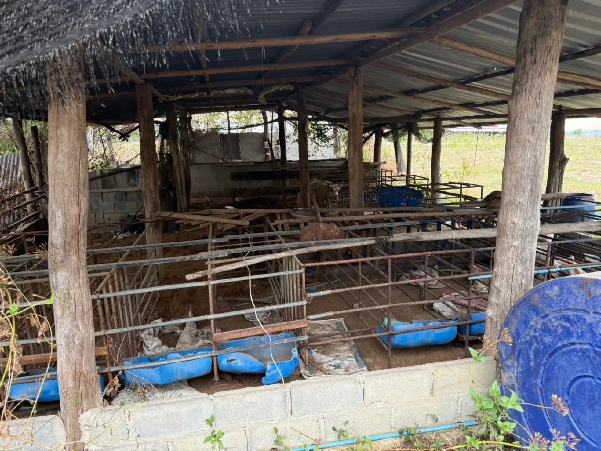 เสือโคร่งปิ่น บุกฟาร์มหมูแม่วงก์ กรมอุทยานฯ เร่งติดตาม