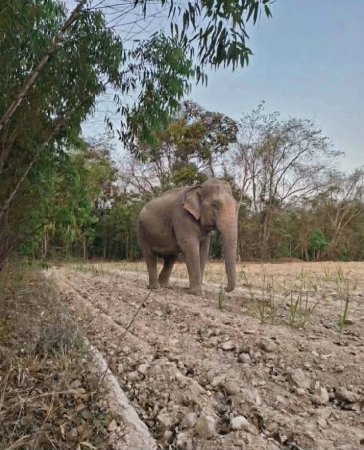 3 สีดอขาประจำบุกหมู่บ้าน เจ้าหน้าที่ระดมกำลังผลักดันกลับสู่ป่า