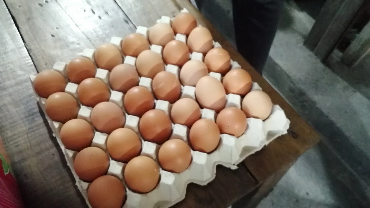 ไข่ไก่ขึ้นราคาอีกแล้ว เพิ่ม 6 บาทต่อแผง เริ่มวันนี้เป็นต้นไป