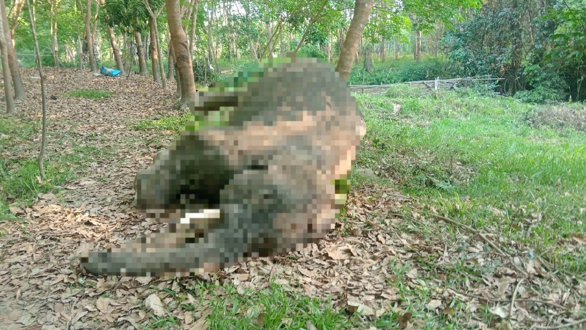 ช้างป่าภูวัวล้มปริศนากลางสวนยาง เร่งผ่าพิสูจน์ซากหาสาเหตุ