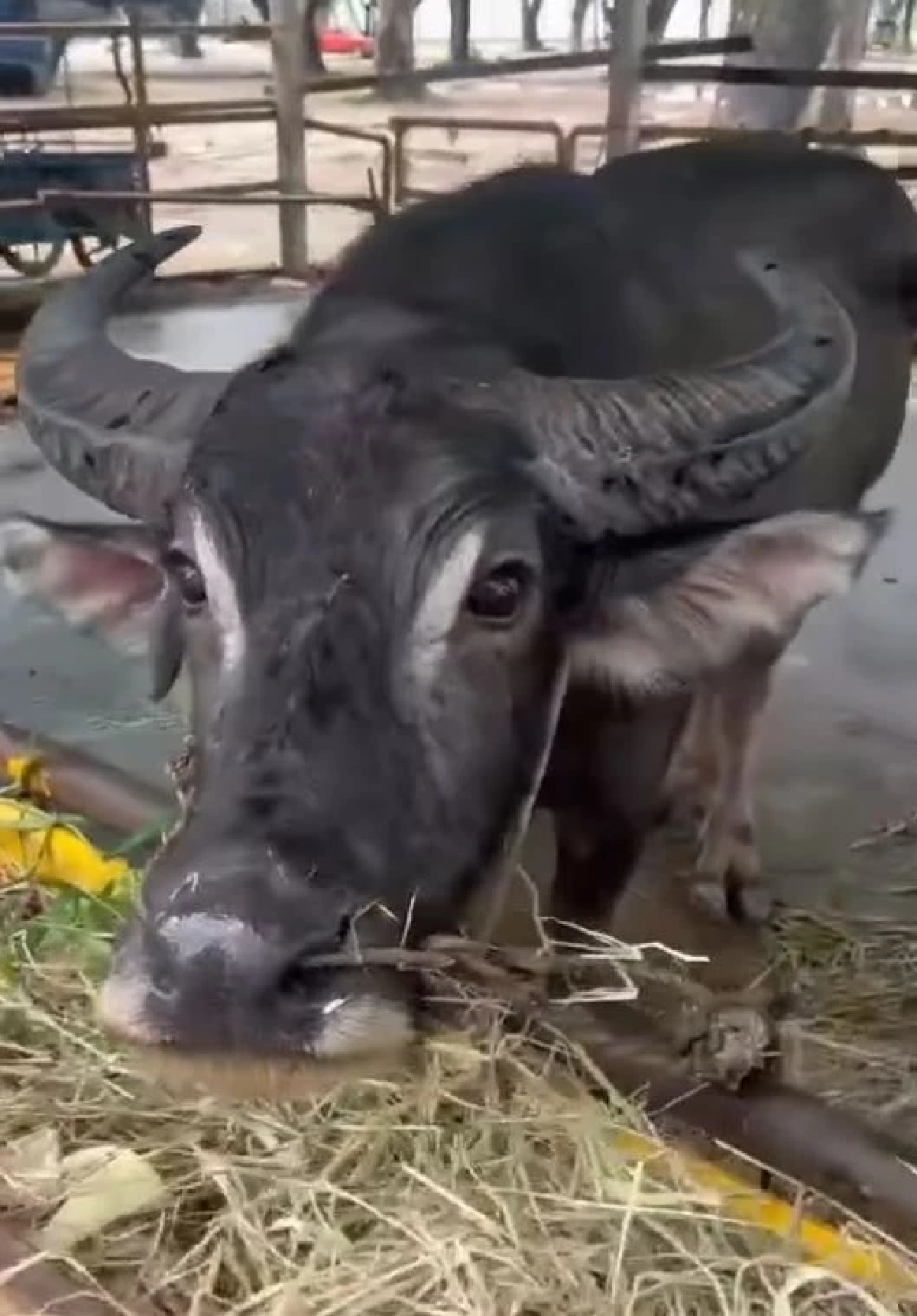 อาการล่าสุด บุญรอด ควายหนีจากงานศพ ได้บ้านใหม่ ไม่ต้องหนีแล้ว