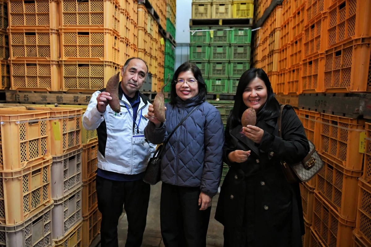 กรมทรัพย์สินทางปัญญา บุกญี่ปุ่น ศึกษาโมเดลปลูกมันหวาน ยกระดับ GI ไทย สู่ตลาดพรีเมียมโลก