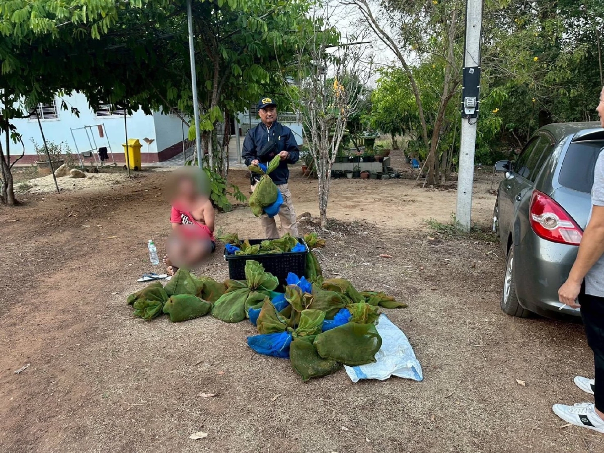 ล่าระทึก หนุ่มใหญ่ซิ่งหนี สุดท้ายจนมุม ของกลางเพียบยังเป็นๆ