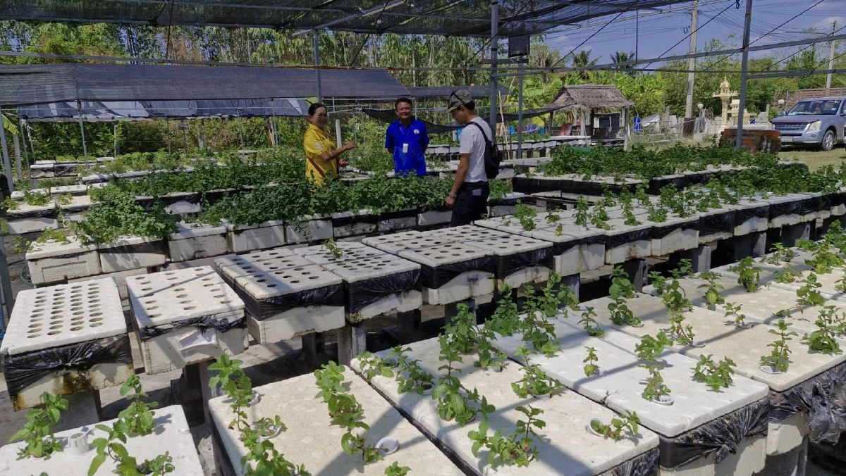 ลาออกพยาบาลปลูกสะระแหน่กล่องโฟม รายได้พุ่งเดือนละครึ่งแสน