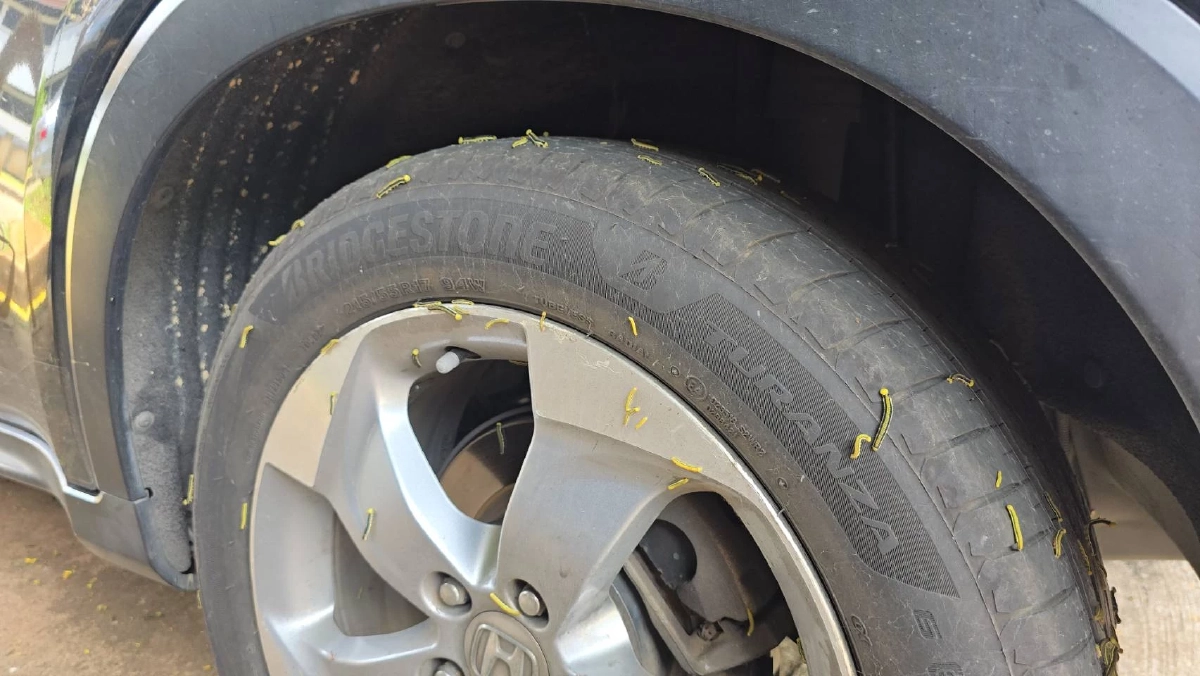 ขนลุกซู่! กองทัพหนอนนับหมื่นบุกปากช่อง ไต่ยั้วเยี้ยเต็มรถ