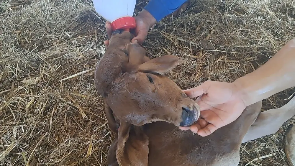 ฮือฮาทั้งจังหวัด! ลูกวัว 2 หัวเกิดที่ขอนแก่น คอหวยแห่ส่องเลขเด็ด