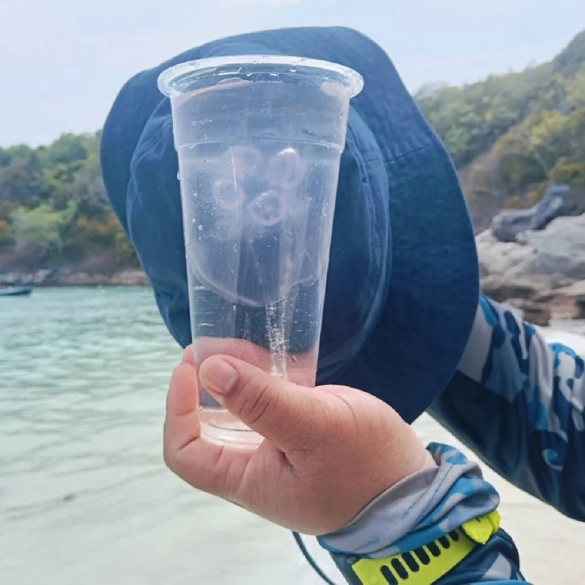 เตือนพบแมงกะพรุนพระจันทร์เกาะราชาใหญ่ ย้ำเลี่ยงสัมผัส