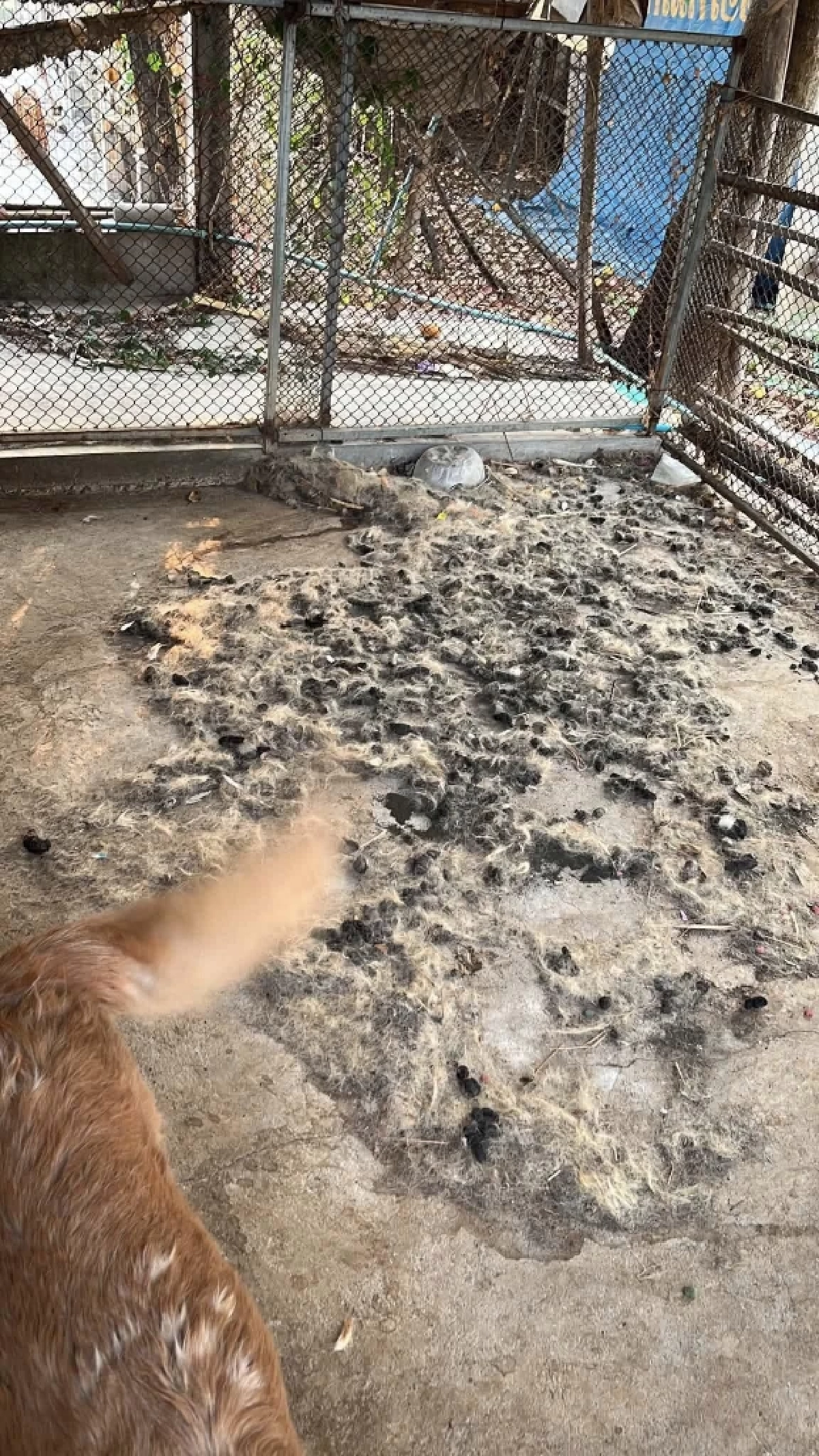 ภาพ @ไมกี้จอมป่วน