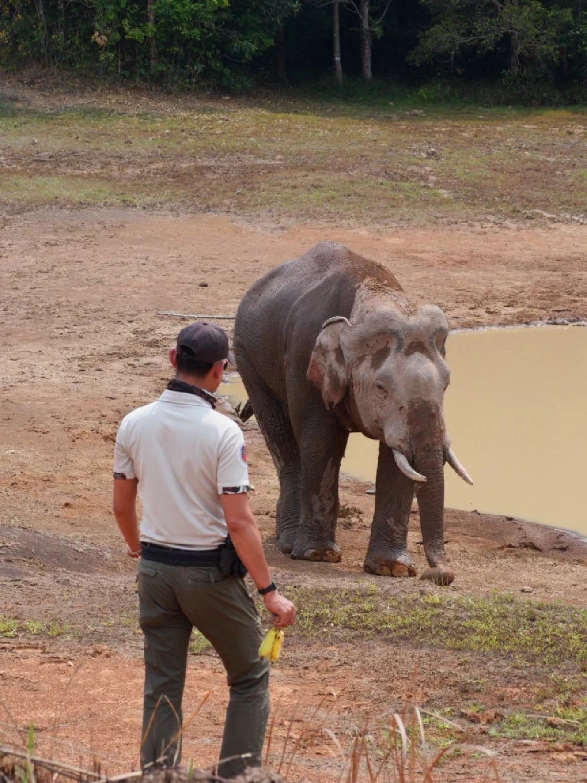 จนท.เขาใหญ่เร่งรักษา 'พลายจ่าย่น' บาดเจ็บหนัก หางขาดแผลทั่วตัว