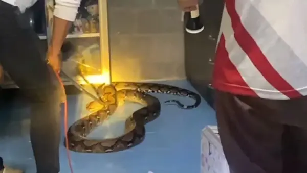 เปิดบ้านเลขที่ งูเหลือมยักษ์ 5 เมตร เลื้อยซุกครัวกลางดึก