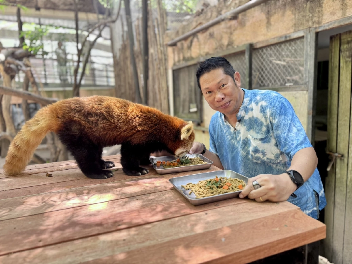 สวนสัตว์เปิดเขาเขียว เปิดตัวแพ็คเกจ VIP ใกล้ชิดแพนด้าแดง