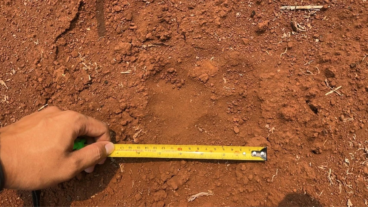 อุทยานฯ ผาแดงเฝ้าระวัง 24 ชม. หลังพบรอยเท้าเสือโคร่งใกล้หมู่บ้าน