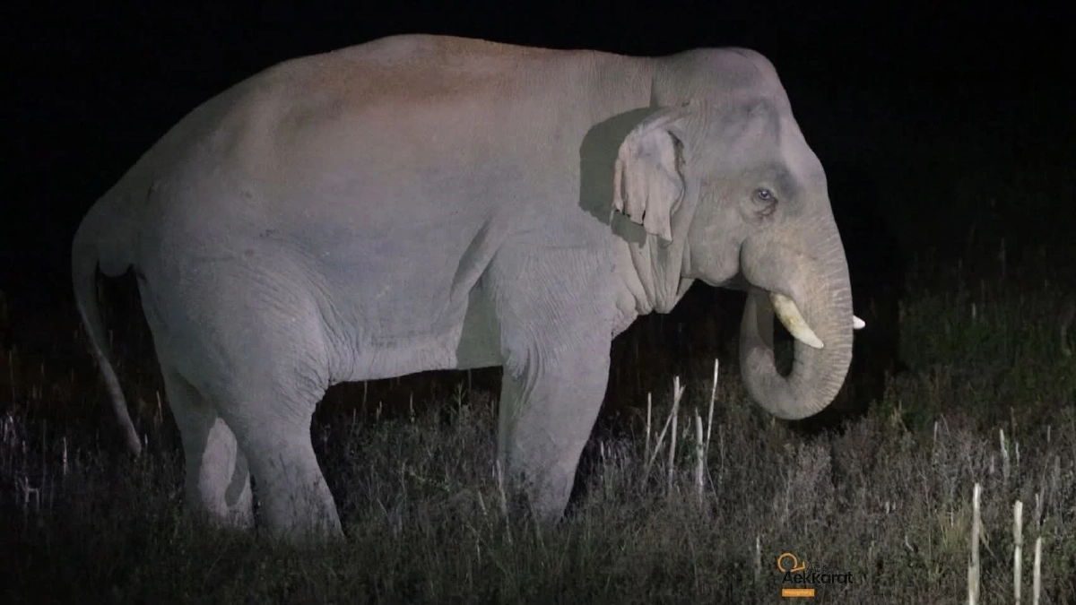 ระทึก! เจ้าด้วนลานฮอ บุกวังน้ำเขียว จนท. ล้อมคืนป่าสำเร็จ