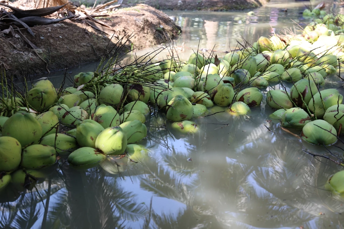 "ดอยคำ"ผนึก พี วาย ไทยฟรุต แก้วิกฤตมะพร้าวล้นตลาดราชบุรี สร้างความมั่นคงให้เกษตรกร