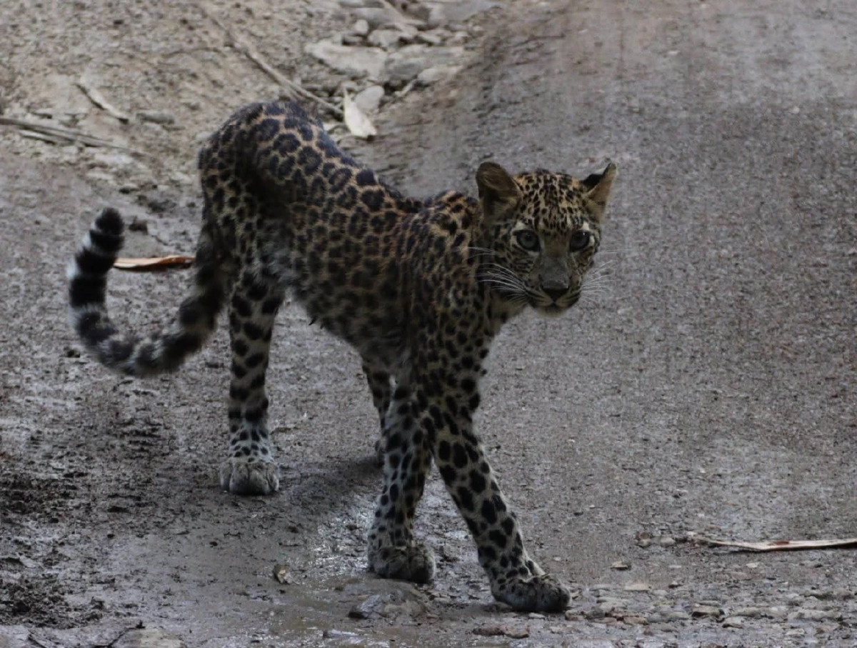 พบเสือดาววัยรุ่นริมลำธารแก่งกระจาน สะท้อนป่าสมบูรณ์รับสงกรานต์