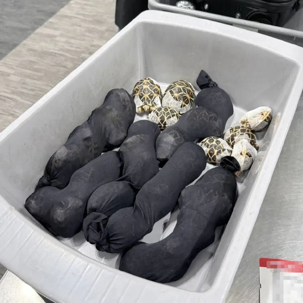 โป๊ะคาสุวรรณภูมิ สาวไต้หวันพิรุธ เรียกตรวจเจอเต็มๆ แปะไว้ตามตัว