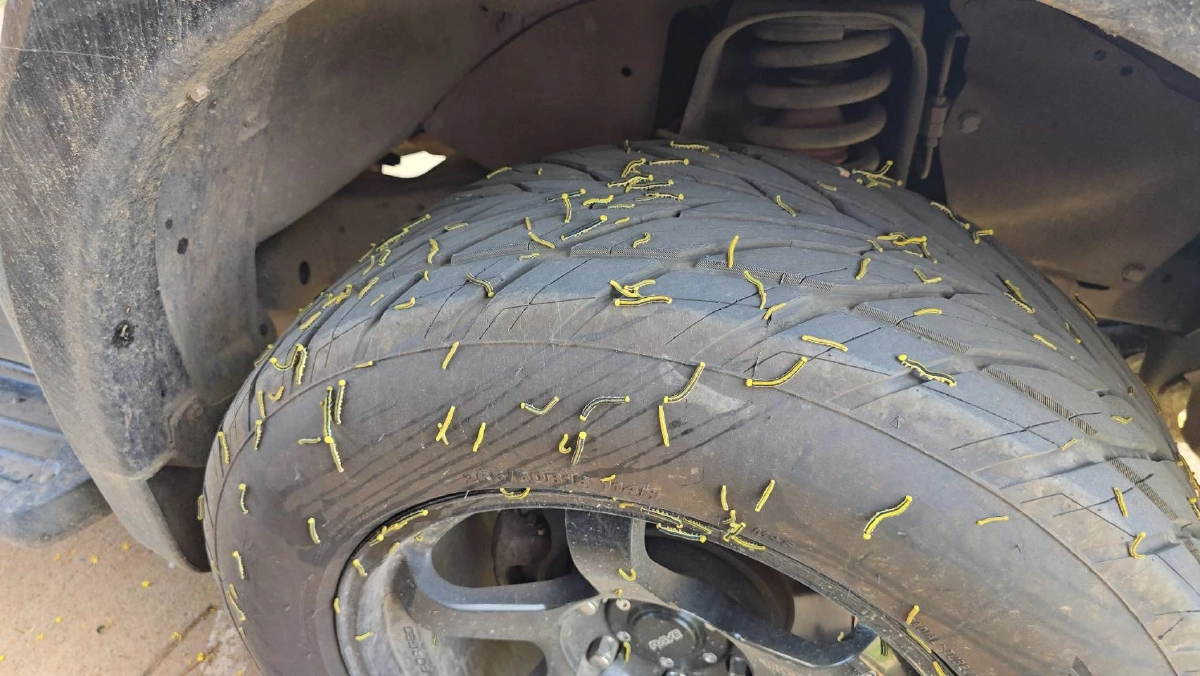 ขนลุกซู่! กองทัพหนอนนับหมื่นบุกปากช่อง ไต่ยั้วเยี้ยเต็มรถ