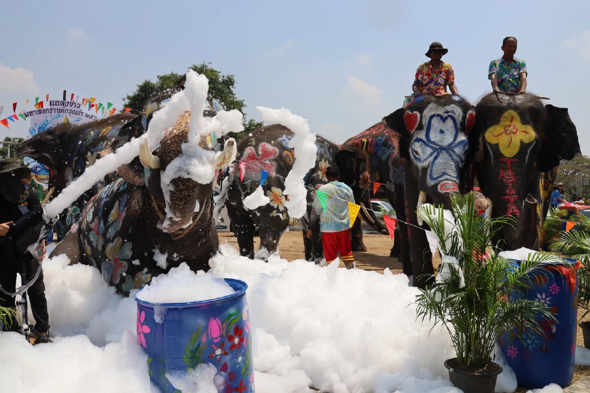 อยุธยาพร้อม! ขนช้าง 10 เชือกเล่นน้ำปาร์ตี้โฟมรับสงกรานต์