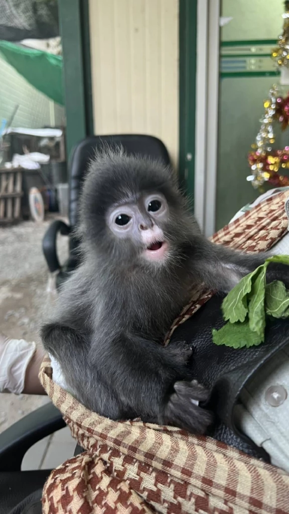 ทลายแก๊งข้ามชาติ! รวบไทย-อินเดีย ค้าค่างแว่นถิ่นใต้