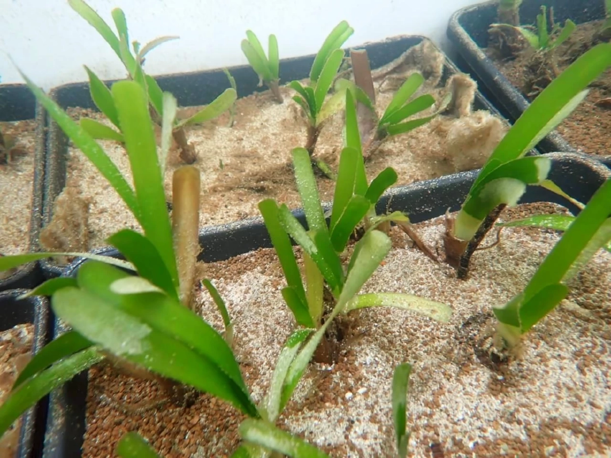 สุดเจ๋ง ม.เกษตรฯ เพาะเนื้อเยื่อหญ้าทะเลสำเร็จครั้งแรกของโลก