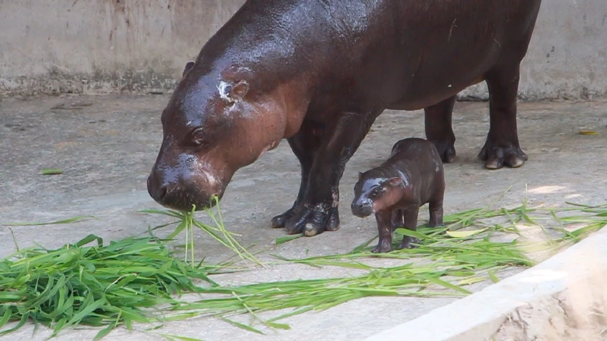 สวนสัตว์ขอนแก่นเฮ! ได้สมาชิกใหม่ ลูกฮิปโปแคระ หลานหมูเด้ง