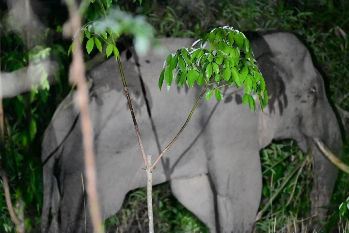 เขตฯ อ่างฤาไน ใช้โดรนติดตามช้างป่าบาดเจ็บที่เขาชะเมา เตรียมรักษาด่วน