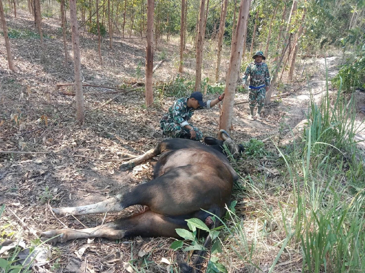 สลด! กระทิงทับลานติดบ่วงสลิง ยื้อทั้งคืนไม่รอด สั่งล่าตัวคนทำ